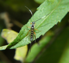 Sphelodon phoxopteridis