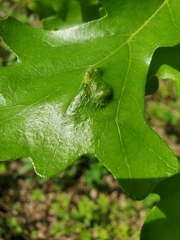 Aceria querci