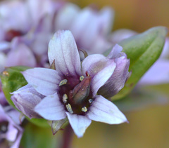Gentianella turkestanorum