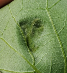 Aceria querci