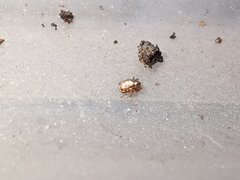 Hypsosinga albovittata