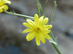 Osteospermum vaillantii