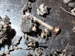 Hypsosinga albovittata