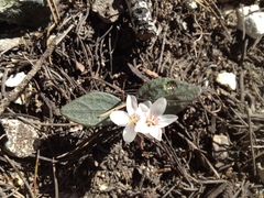 Claytonia peirsonii peirsonii