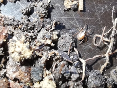 Hypsosinga albovittata