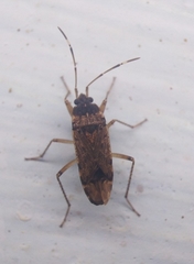 Elasmolomus squalidus