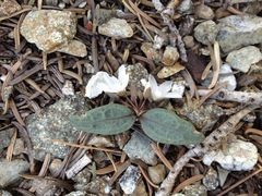 Claytonia peirsonii peirsonii