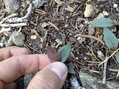 Claytonia peirsonii peirsonii