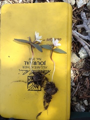 Claytonia peirsonii peirsonii
