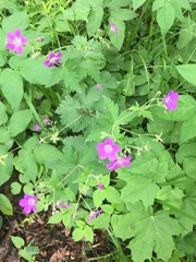 Geranium sylvaticum