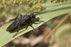 Prolepsis tristis