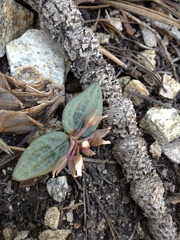 Claytonia peirsonii peirsonii