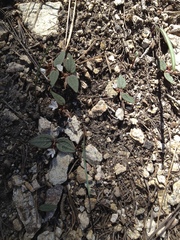 Claytonia peirsonii peirsonii