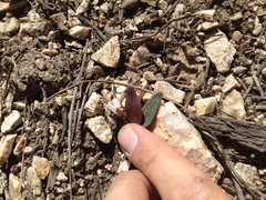 Claytonia peirsonii peirsonii