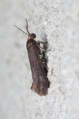 Lampronia fuscatella