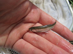 Notropis telescopus