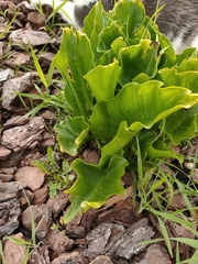 Zantedeschia aethiopica