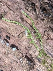 Amblystegium