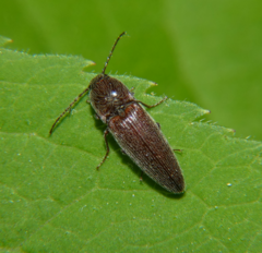 Melanotus americanus