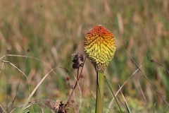 Kniphofia rooperi