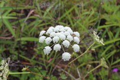 Kitagawia terebinthacea