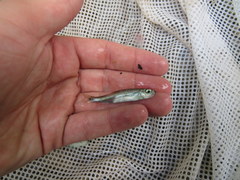 Notropis telescopus