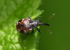 Anthonomus signatus