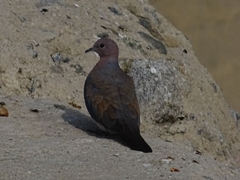 Streptopelia senegalensis