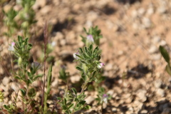 Ononis reclinata