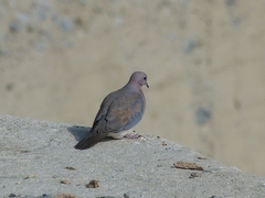 Streptopelia senegalensis