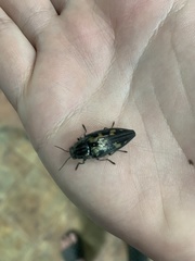 Buprestis laeviventris