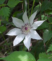 Clematis patens