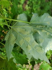 Eriophyes aceris