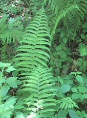 Deparia acrostichoides