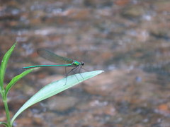 Calopteryx angustipennis