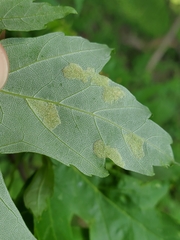 Eriophyes aceris