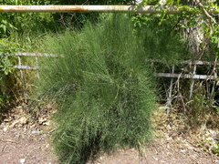 Ephedra equisetina