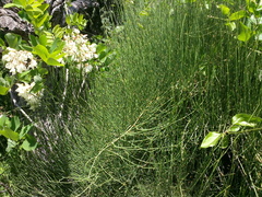 Ephedra equisetina