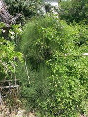 Ephedra equisetina