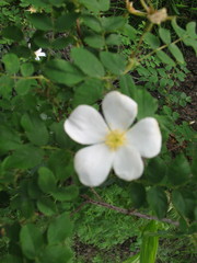 Rosa oxyacantha