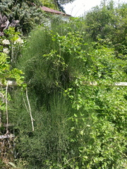 Ephedra equisetina