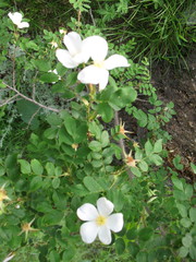 Rosa oxyacantha