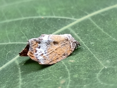 Eooxylides tharis distanti