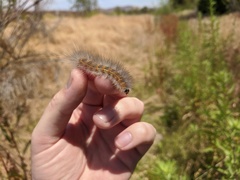 Estigmene acrea