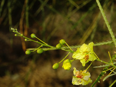 Parkinsonia