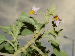 Solanum
