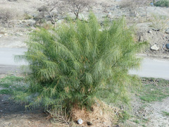 Parkinsonia