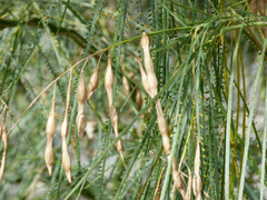 Parkinsonia