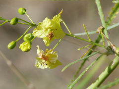 Parkinsonia