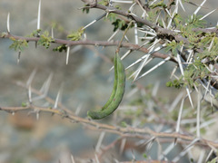 Vachellia gerrardii